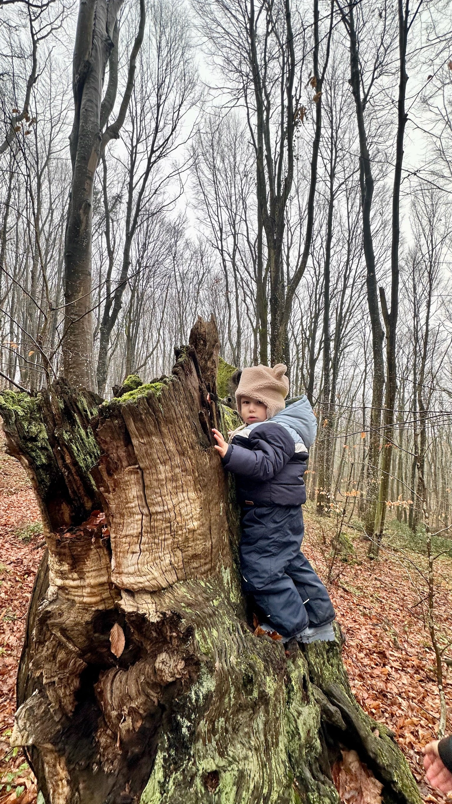 Belgrad Ormanı Orman Atölyesi